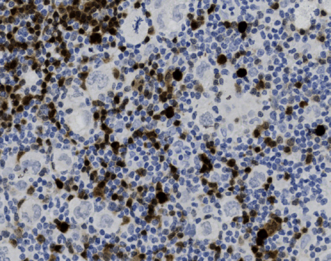 Tissue-Tek Genie anti-BOB.1