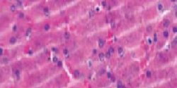 Micro chatter/What causes microscopic cracks in tissue sections?