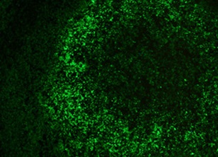 Tissue-Tek Genie FITC anti-IgM