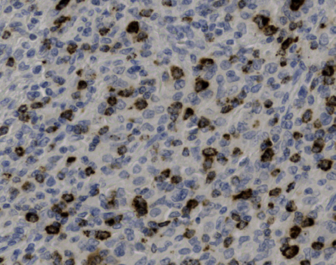 Tissue-Tek Genie anti-Granzyme B