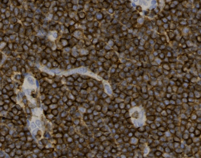 Tissue-Tek Genie anti-CD45