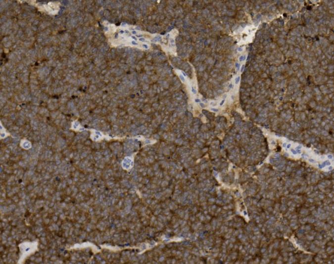 Tissue-Tek Genie anti-Neuron Specific Enolase