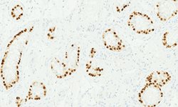 Tissue-Tek Genie<sup>&reg;</sup><br />
anti-OCT.3/4